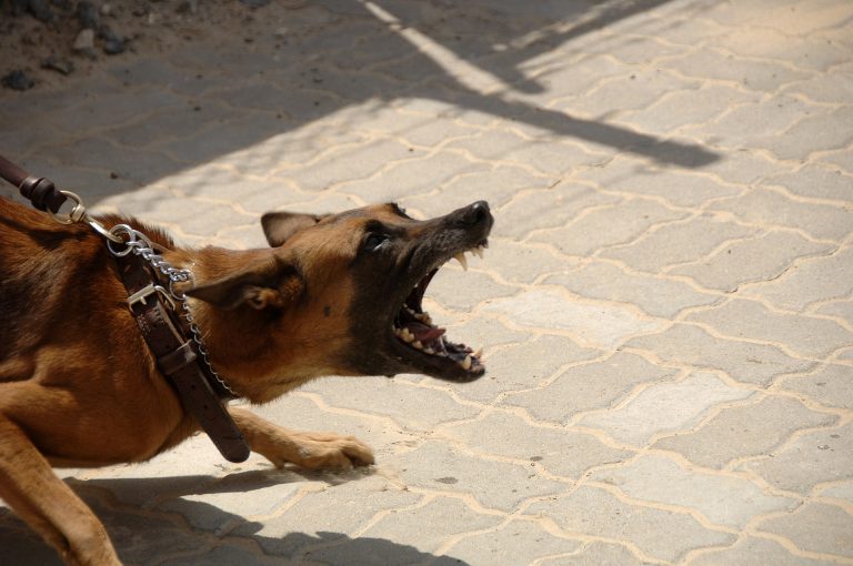 dog barking